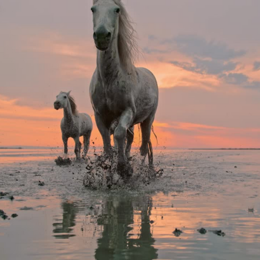 Celebrating Nature's Guardians:  BellaVita Botanics x Believe Ranch and Rescue