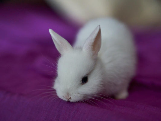 White bunny on purple blanket