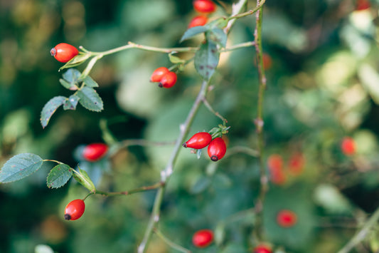 How Does Rosehip Oil Compare to Retinol? BellaVita Botanics